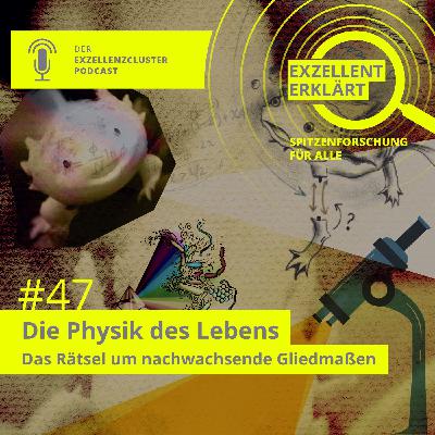 Die Physik des Lebens: Das Rätsel um nachwachsende Gliedmaßen