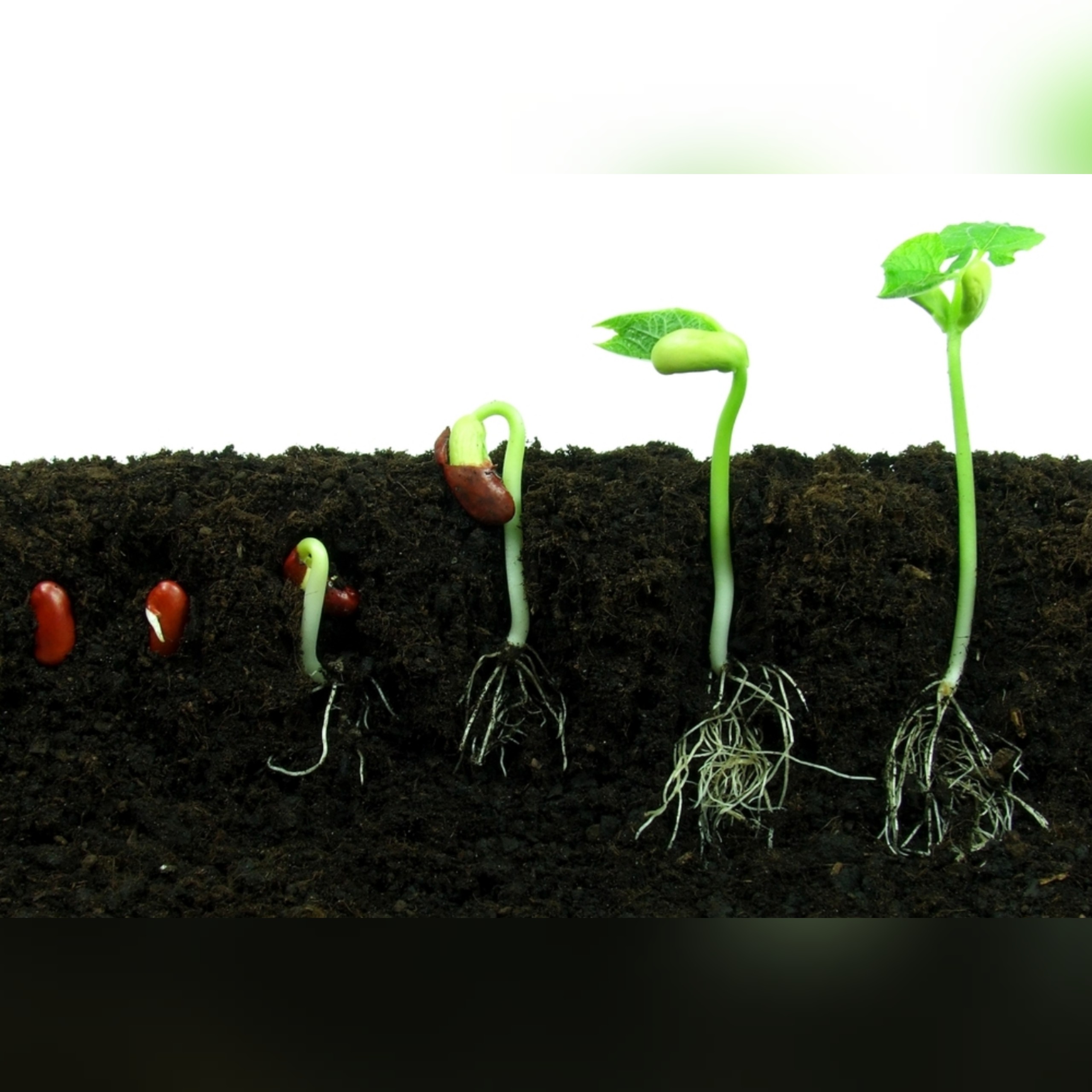 A Seed in a Seed - Dr. Stephen Johnson Sr. episode artwork