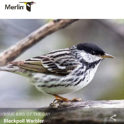 Merlin Bird ID Blackpoll Warbler