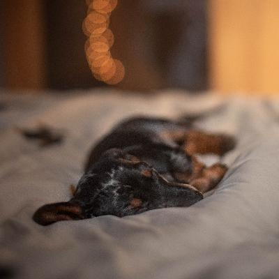 BONUS: Should You Tire Your Dog Out Before You Train?