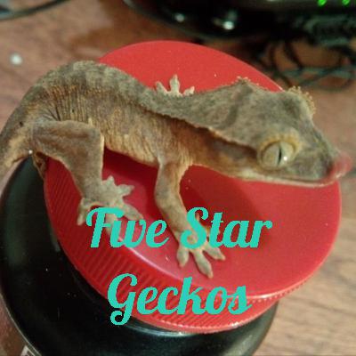 Introduction to Five Star Geckos