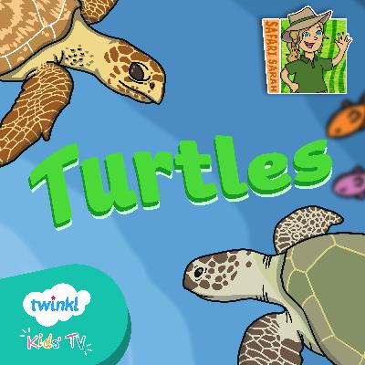 Sea Turtles Quiz for Kids