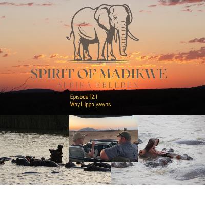 Spirit of Madikwe Stories - Why Hippo yawns
