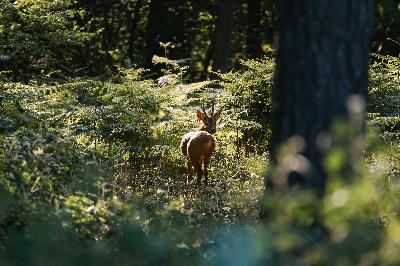 Lessons from the Woods - Wildlife