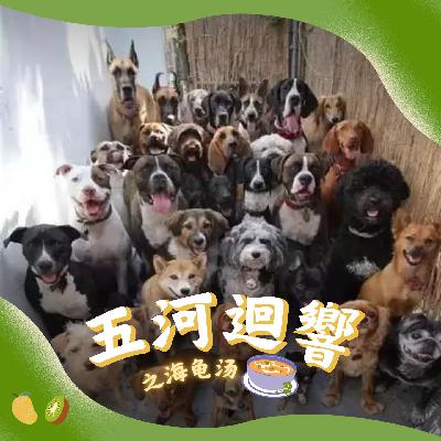 SE4. 动物园海龟汤——狗狗是狗狗