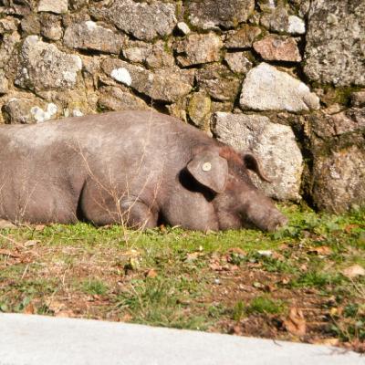 Cotizaciones a 9 de marzo de 2026 de la mesa de porcino ibérico de Salamanca