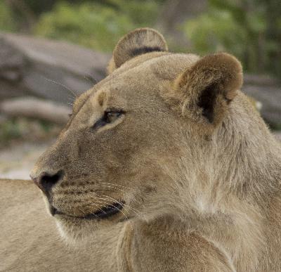 Episode 2: LIONS -SHORT -Every lion has their own name