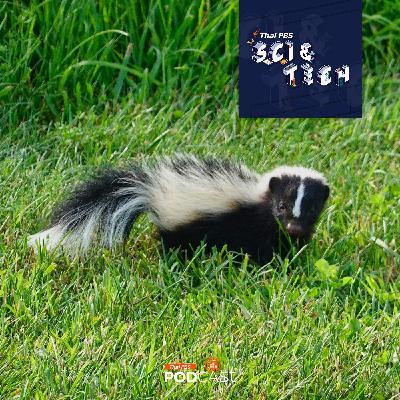 Sci & Tech EP. 884: ทำไมสัตว์บางชนิดถึงมีลายขาว-ดำ Sci & Tech EP. 884: ทำไมสัตว์บางชนิดถึงมีลายขาว-ดำ