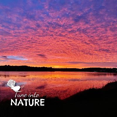 Wild Track : Dawn Chorus Birdsong