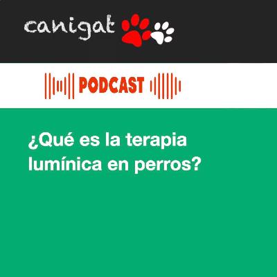 121 - ¿Qué es la terapia lumínica en perros?