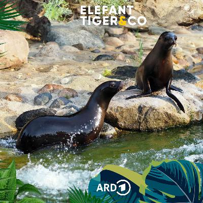 Schwimmende "Löwen"