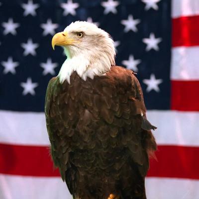 #126 Siebzehn US Dividenden - Aktien