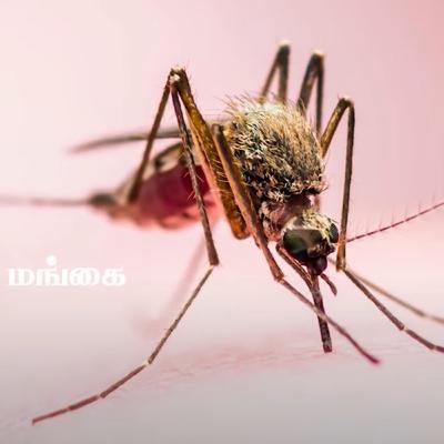 What is Yellow Fever? | Causes and Symptoms | IBC Mangai What is Yellow Fever? | Causes and Symptoms | IBC Mangai