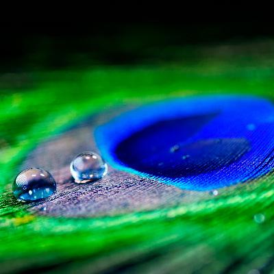 Carbon Markets in action around the world