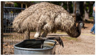The Emu Question