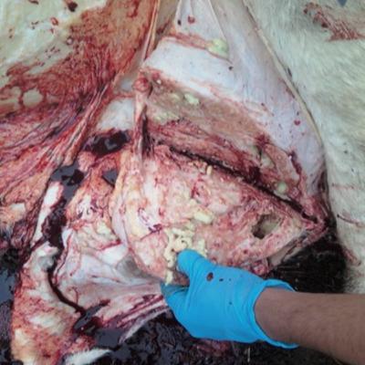 Episódio 59. Mastite bovina - A secagem adequada das vacas. Episódio 59. Mastite bovina - A secagem adequada das vacas.