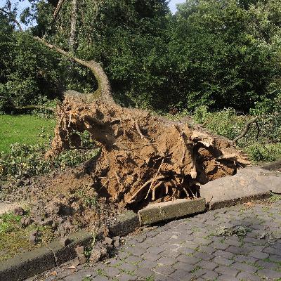 Warum im Leipziger Auwald so viele Bäume umfallen