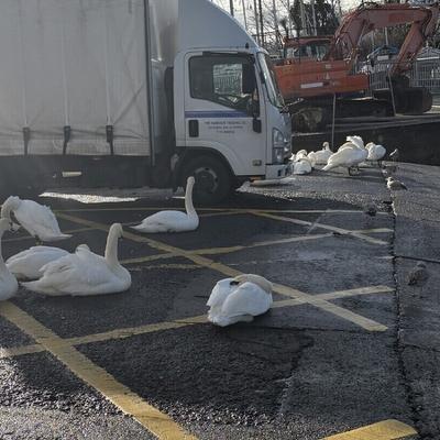 Bray Swans Bray Swans