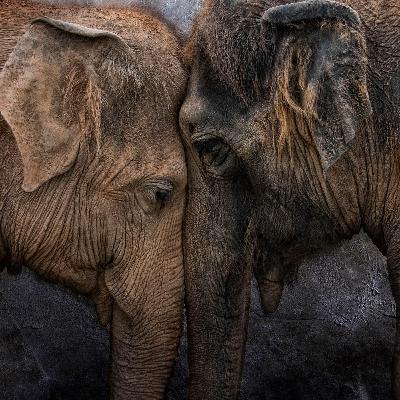 The Elephant is Slow to Mate