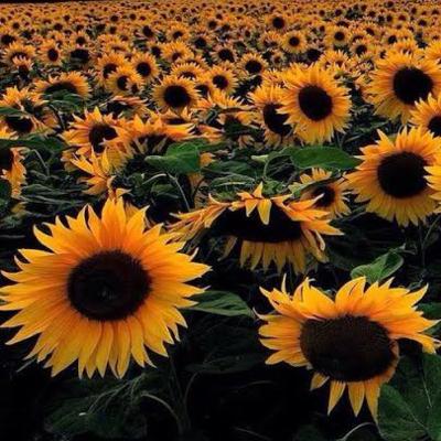 #01- Problemas Femininos