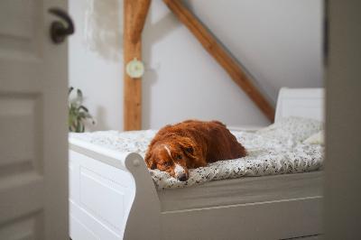 Separation Anxiety vs Early Separation Stress: How to Reassure Your Puppy Separation Anxiety vs Early Separation Stress: How to Reassure Your Puppy
