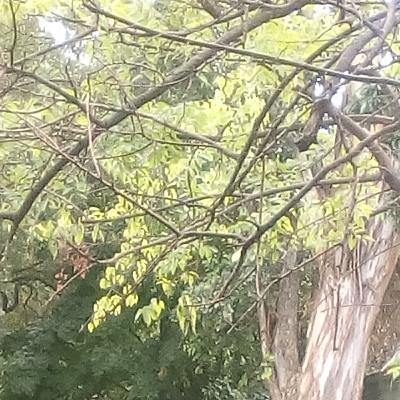 Presentación. Presentación.