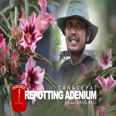 Cara Cepat Repotting Adenium
