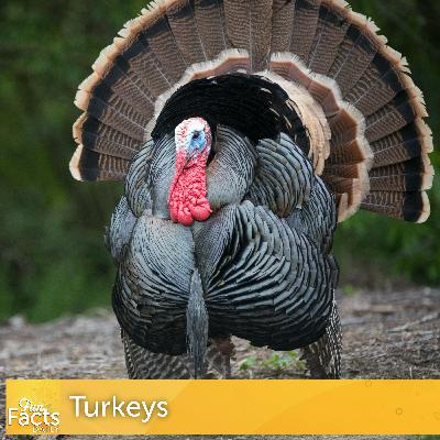 Fun Facts About Turkeys