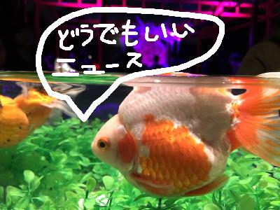 不重要の日本新聞#3｜旺旺旺萬聖節