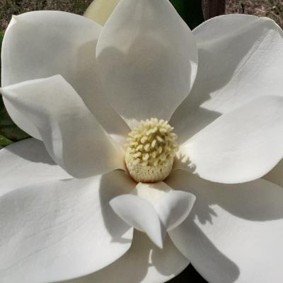 Limpieza de la energía pesada a traves de la tradición andina Limpieza de la energía pesada a traves de la tradición andina