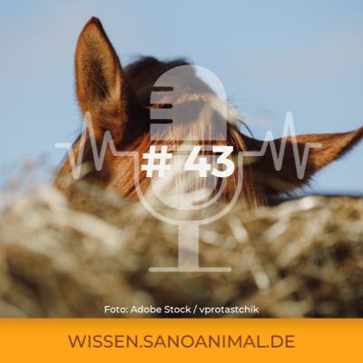 Sanoanimal Podcast #43 - Heu wässern oder bedampfen?