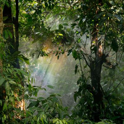 Heart chakra healing meditation (forest visualization)