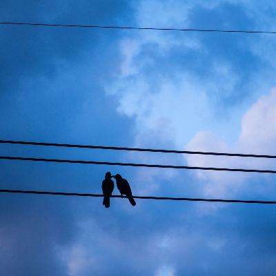 Ep. 79: This week I learned that crows make up after fights, and more