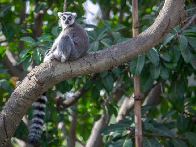RingTailed lemur RingTailed lemur