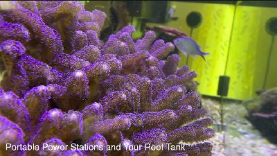 Saving my aquarium | Tang Tank during a 24-hour power outage | Choosing best portable power station Saving my aquarium | Tang Tank during a 24-hour power outage | Choosing best portable power station