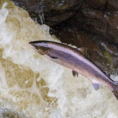 Migratory fish - threats & conservation | A chat with professor Jaakko Erkinaro Migratory fish - threats & conservation | A chat with professor Jaakko Erkinaro