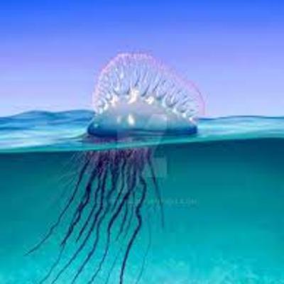 Physalia Physalis - A... Jellyfish?