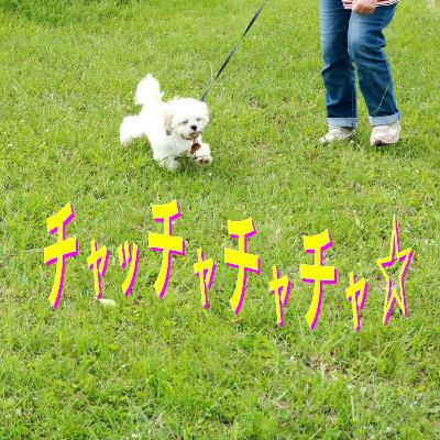 「チャッチャチャチャ⭐︎」はじめました