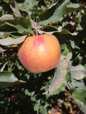 Episode 55 - What's the State of the Jonagold Apple?