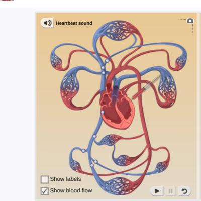 respiratory system