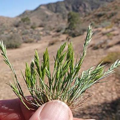 S5E6: Ravens and Splitgrass: A Deep Dive into the Mojave's Ecological Challenges