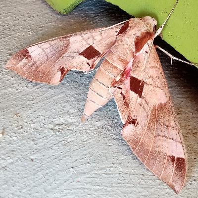 Every Single Thing Is Beautiful