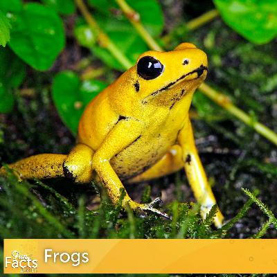 Fun Facts About Frogs