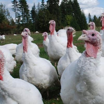 Biosecurity is best protection to prevent spread of bird flu