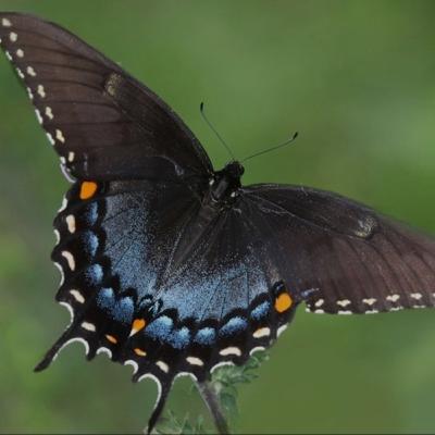 The Butterfly 🦋