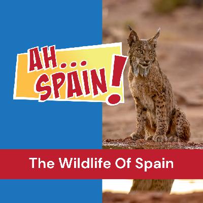 The Wildlife Of Spain