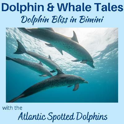 21  Dolphin Bliss in Bimini