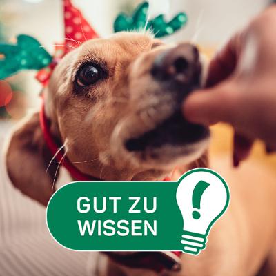 Wie man die Feiertage ohne Tier-Notfall übersteht
