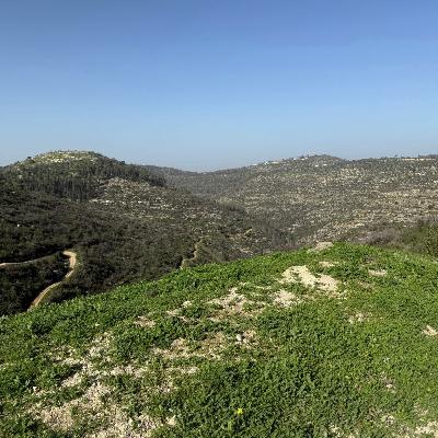 ניסיונות השיקום 9 חודשים לאחר השרפה בהרי ירושלים