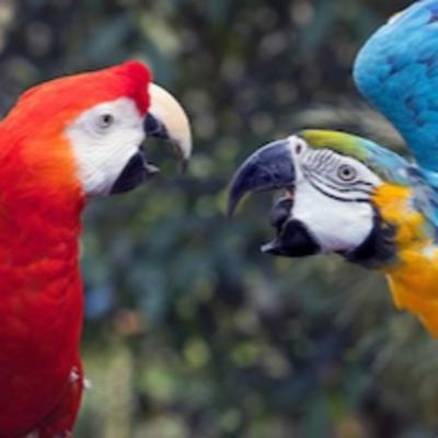 God's Word and Our Cross-Cultural Conflicts